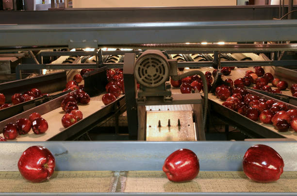 istock Red Delicious Apples on conveyor belt in fruit packing warehouse 1095035228