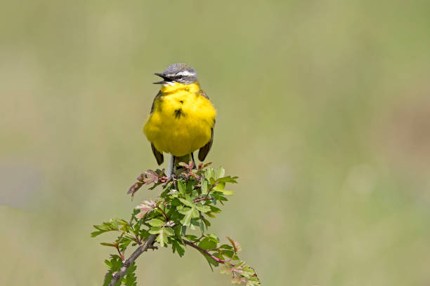 istock Schafstelze (Motacilla flava) Burgenland Austria 1095035704