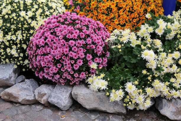 hermosas flores de otoño de crisantemo de diferentes colores - daisy multi colored flower bed flower fotografías e imágenes de stock