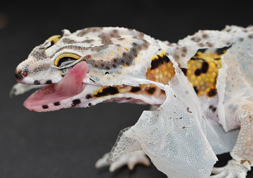 Close up, side view of a shedding leopard gecko licking his face with a long pink tongue.  The lizard is itchy, and shedding, with bright yellow, black, and white skin showing through.
