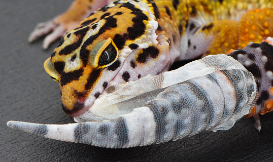 A yellow, black, and white common leopard gecko pulling the loose skin off of his fat tail.