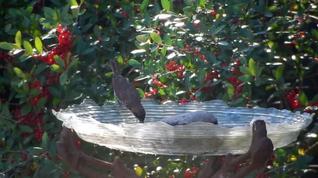 Nutmeg mannikin bird on birdbath
