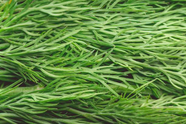 istock texture macro green dill is a useful plant 1095040884