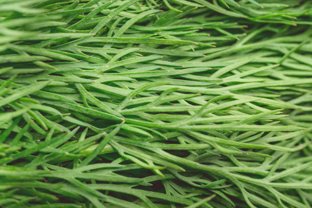 istock texture macro green dill is a useful plant 1095040928