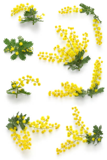 170+ Festa Della Donna Stock Photos, Pictures & Royalty-Free