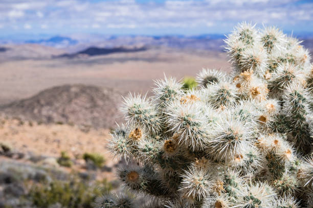 Silver cholla (Cylindropuntia echinocarpa), Joshua Tree National Park, California