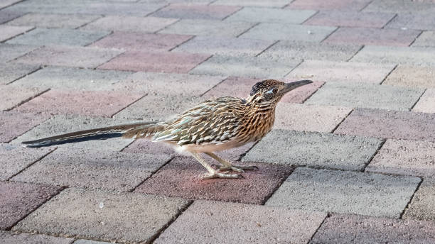 istock Close up of Greater Roadrunner (Geococcyx californianus) on a sidewalk 1095043818