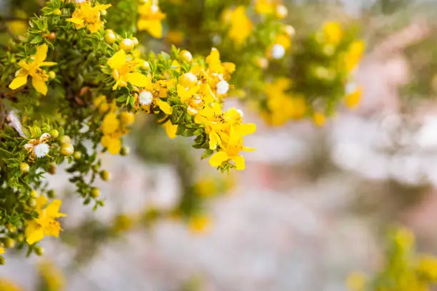 Creosote bush (Larrea tridentata) blooming in Coachella valley, south California