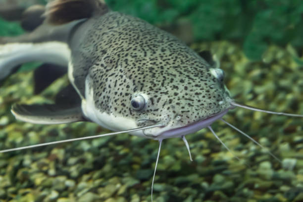 som in water close up fresh-water som in water close up wels catfish stock pictures, royalty-free photos & images