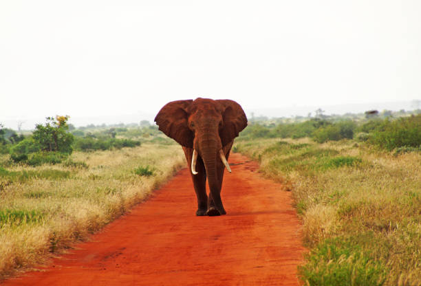 istock an elephant is walking on a red, african road 1095050214