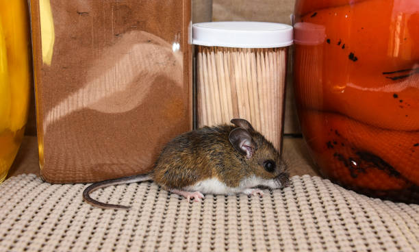 um rato da casa frouxo em uma despensa da cozinha. - mouse rodent animal field mouse - fotografias e filmes do acervo