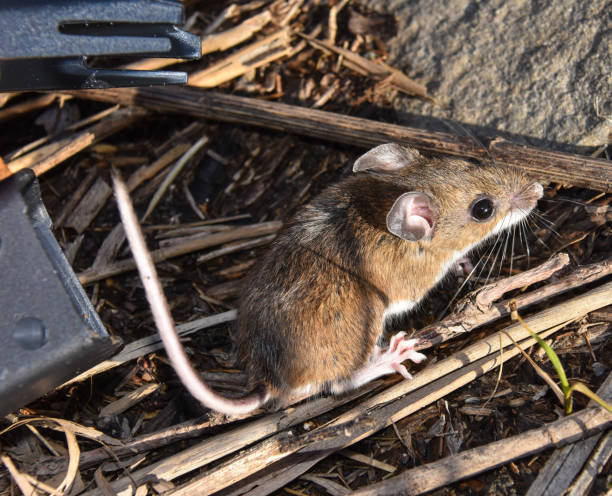 A wild house mouse on straw. A wild brown house mouse, Mus musculus, facing two o’clock, standing on thick straw outside in the sun. wild mouse stock pictures, royalty-free photos & images
