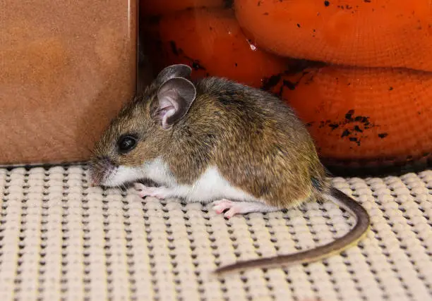 Photo of A house mouse loose in a kitchen pantry.