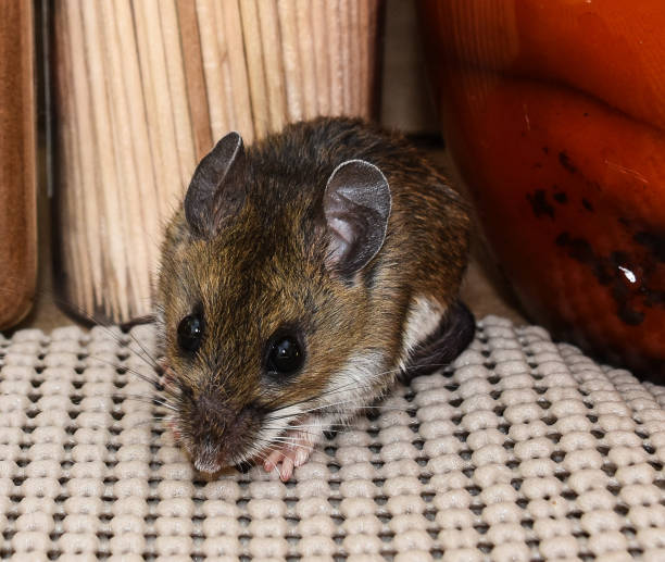 istock A house mouse loose in a kitchen pantry. 1095053358