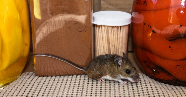 A house mouse loose in a kitchen pantry. A cute adult house mouse in front of a jar of red peppers, and cinnamon in a pantry kitchen cabinet. rodent stock pictures, royalty-free photos & images