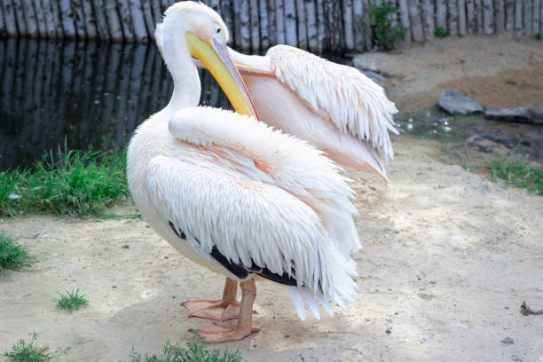 istock White pelican cleans feather wings with big yellow peak neb 1095055048
