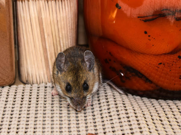 istock A house mouse facing forward in front of food in a kitchen pantry. 1095055278