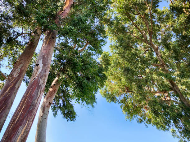 istock green tree against the blue sky. Bright blue sky 1095056302