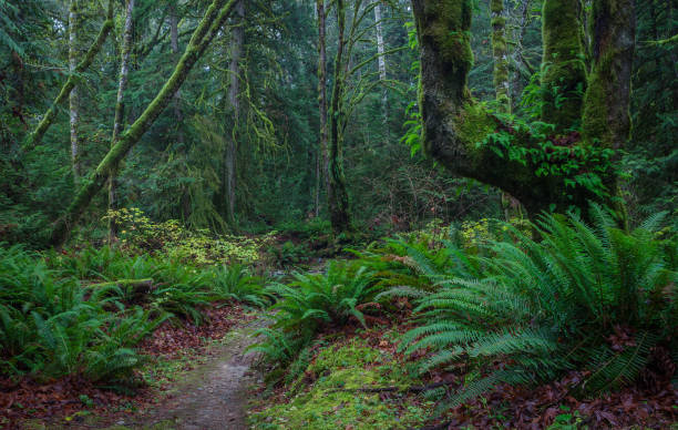 istock Vancouver Island Nature 1095061796