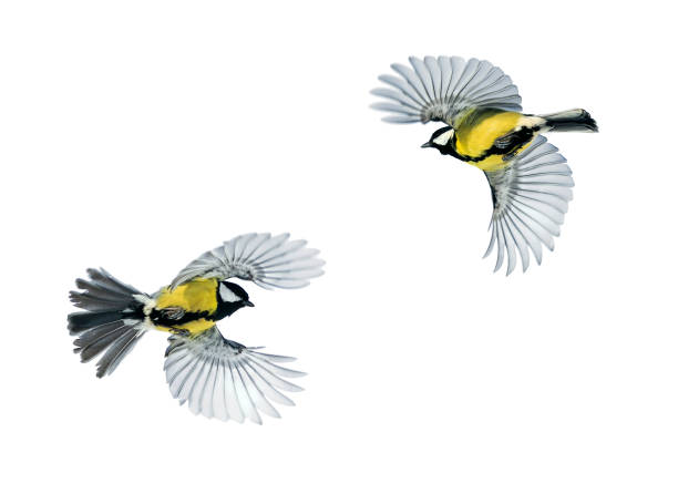istock two bird Tits fly widely spread wings on a white isolated background 1095061814