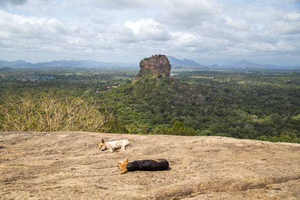 istock Lion Rock in Sigiriya, Sri Lanka 1095062358