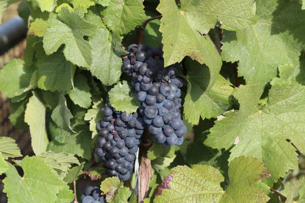 istock Grapes are ripening in the vineyard 1095063032