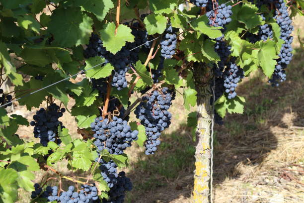 istock Grapes are ripening in the vineyard 1095064384