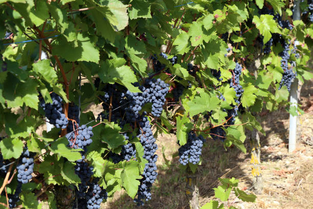 istock Grapes are ripening in the vineyard 1095064406