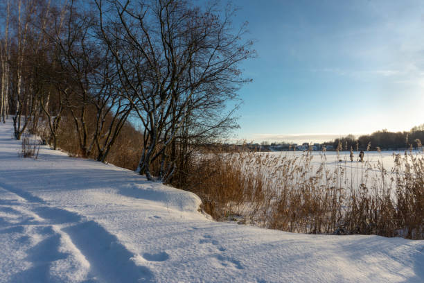 istock Tracks in deep snow next to forest of bare trees 1095065532