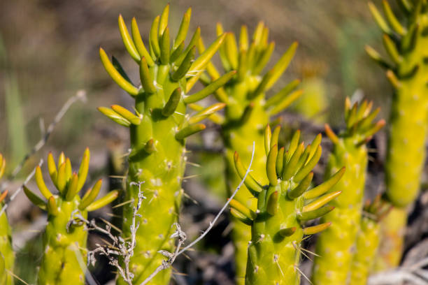 istock Green cactus in the middle of nature 1095065536