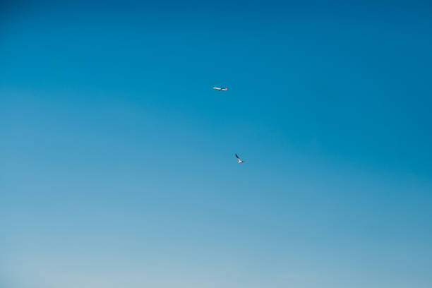istock A seagull and a plane in flight over the Bosphorus. 1095065844
