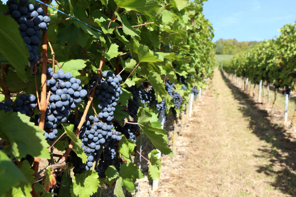 istock Grapes are ripening in the vineyard 1095066148