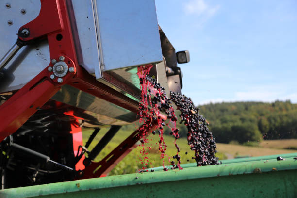 Combine harvester into a vineyard. Albacete province, Castilla - La Mancha comunity, Spain, Europe