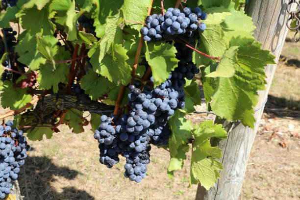 istock Grapes are ripening in the vineyard 1095067282