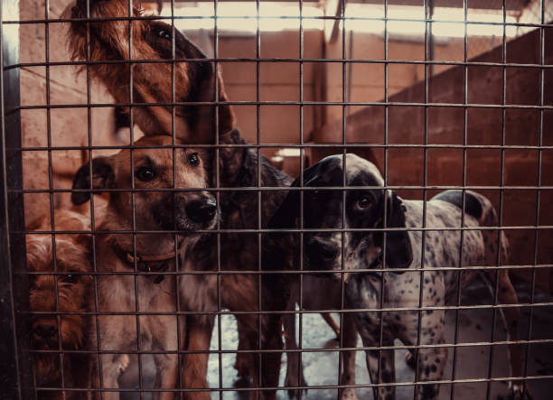 istock Dog in kennel 1095068650