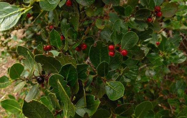 istock Damaged glossy leaves with black & red berries on the shrub branches. 1095069206