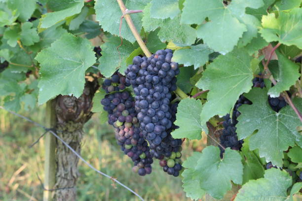 istock Grapes are ripening in the vineyard 1095069340