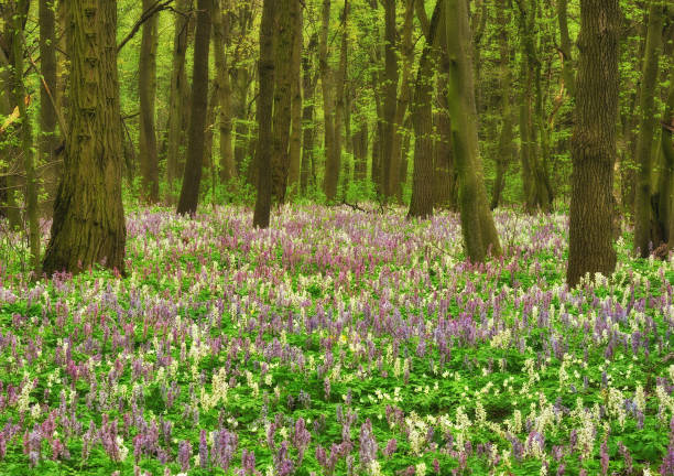 istock flower meadow in a beautiful forest. spring forest 1095071440