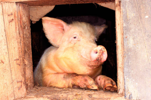 istock pig looking out from window of shed 1095071576