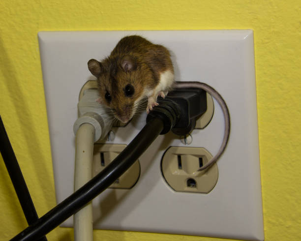 A house mouse, Mus musculus, straddling electrical wiring. A wild brown house mouse standing on electrical wiring coming from a four pronged outlet.  The wall behind is yellow. infestation photos stock pictures, royalty-free photos & images