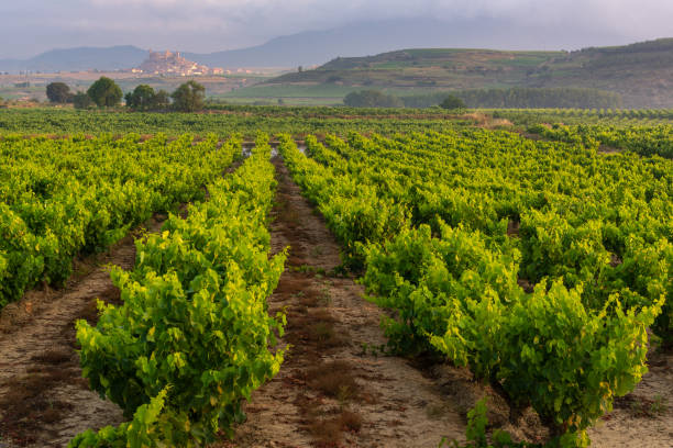 viñedo con san vicente de la sonsierra como fondo, la rioja, españa - sonsierra fotografías e imágenes de stock