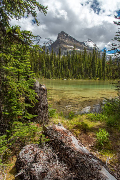 istock Lake Ohara hiking trail in cloudy day in Spring, Yoho, Canada. 1095077454