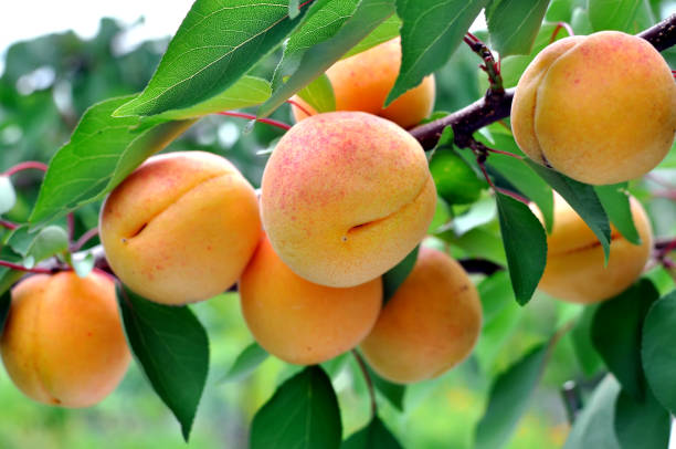 istock branch of the ripe apricots 1095077706