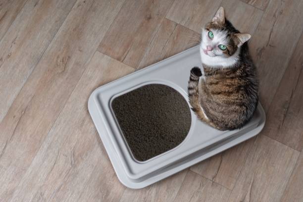 istock Tabby cat sitting on a top-entry litter box and looking curious up to the camera. High angle view. 1095078312