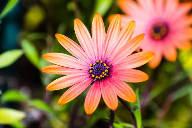 istock Close up of Orange African Daisy (Osteospermum) 1095079874
