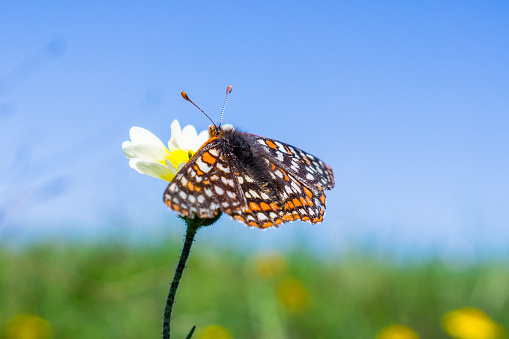 Close-up of a white Pieris Rapae butterfly on a yellow flower.\nLocation: Varnia, Bulgaria