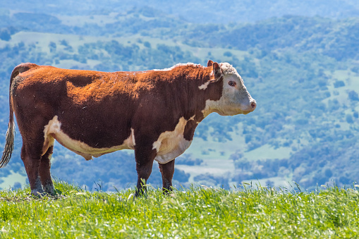 Large Simmental bull standing on a meadow, south San Francisco bay area, San Jose, California