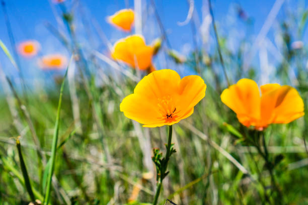 カリフォルニアポピー (eschscholzia と) の野の花 - poppy field flower california golden poppy ストックフォトと画像