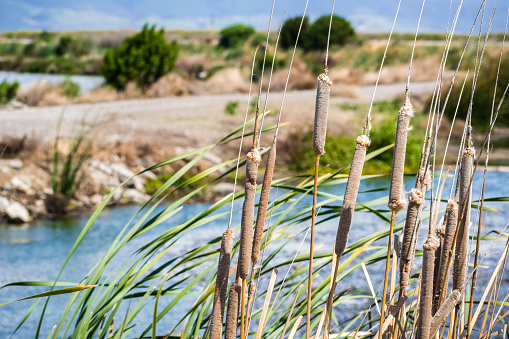 Cattail on the bay area trail, south San Francisco bay area, California