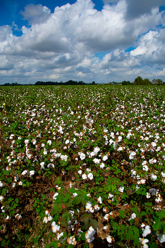 Field of cotton neat Robertsdale, Alabama